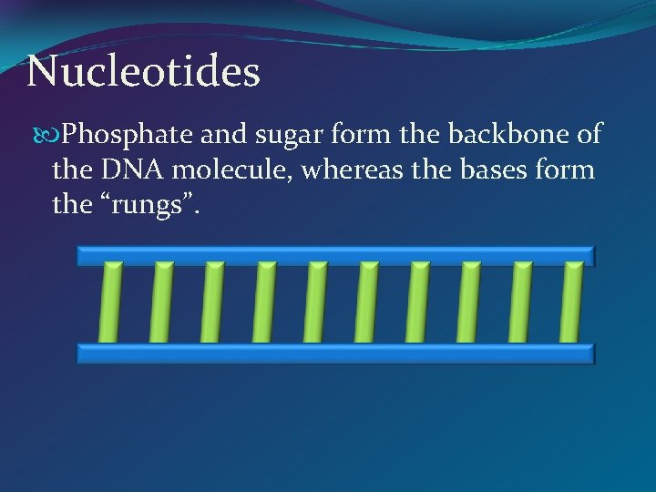 Nucleotides Phosphate and sugar form the backbone of the DNA molecule, whereas the bases