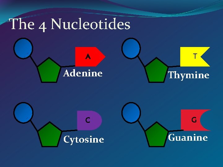 The 4 Nucleotides A Adenine C Cytosine T Thymine G Guanine 