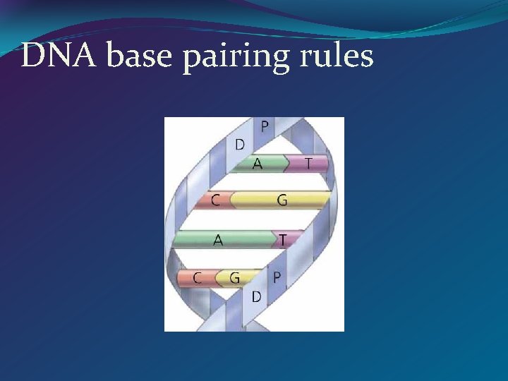 DNA base pairing rules 