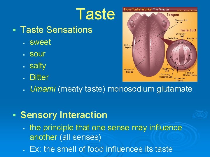 Taste § Taste Sensations § § § sweet sour salty Bitter Umami (meaty taste)