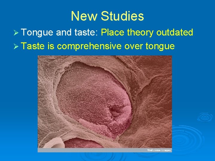 New Studies Ø Tongue and taste: Place theory outdated Ø Taste is comprehensive over