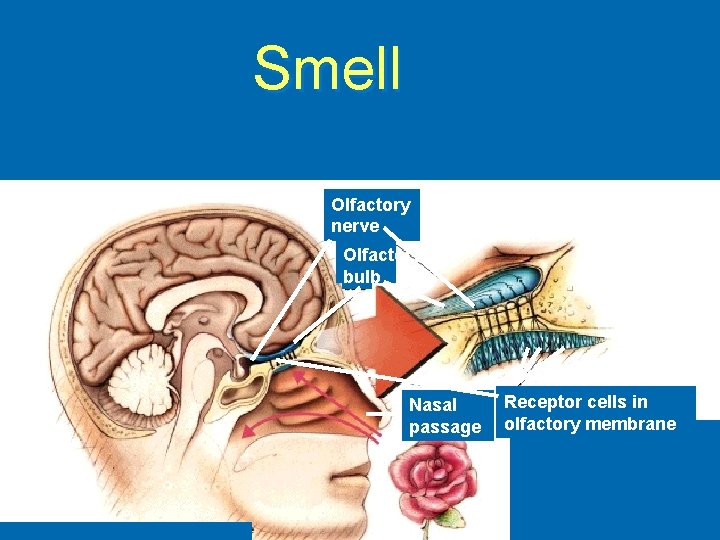 Smell Olfactory nerve Olfactory bulb Nasal passage Receptor cells in olfactory membrane 