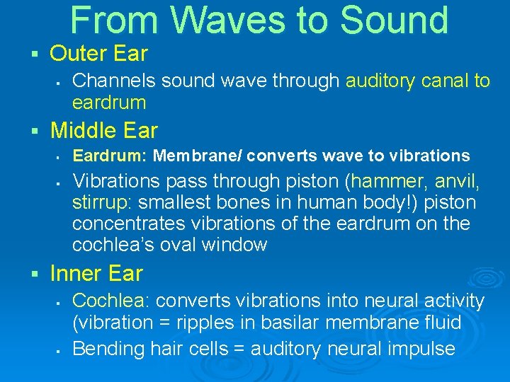 From Waves to Sound § Outer Ear § § Middle Ear § § §