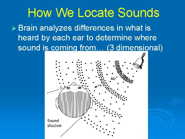 How We Locate Sounds Ø Brain analyzes differences in what is heard by each