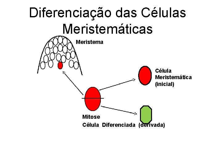 Diferenciação das Células Meristemáticas Meristema Célula Meristemática (inicial) Mitose Célula Diferenciada (derivada) 