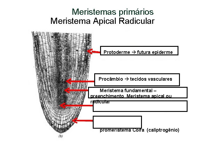 Meristemas primários Meristema Apical Radicular Protoderme futura epiderme Procâmbio tecidos vasculares Meristema fundamental –