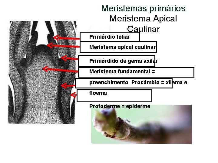 Meristemas primários Meristema Apical Caulinar Primórdio foliar Meristema apical caulinar Primórdido de gema axilar