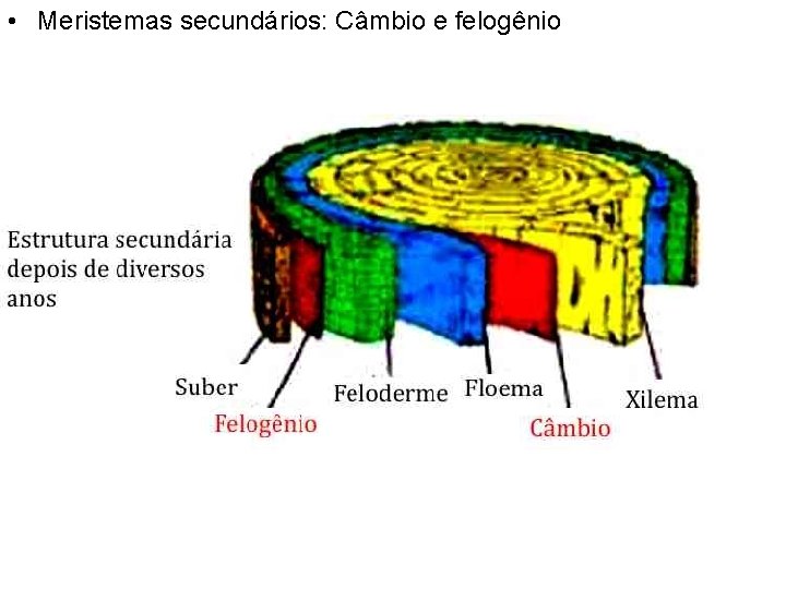  • Meristemas secundários: Câmbio e felogênio 