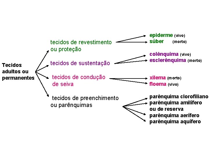 tecidos de revestimento ou proteção Tecidos adultos ou permanentes tecidos de sustentação tecidos de