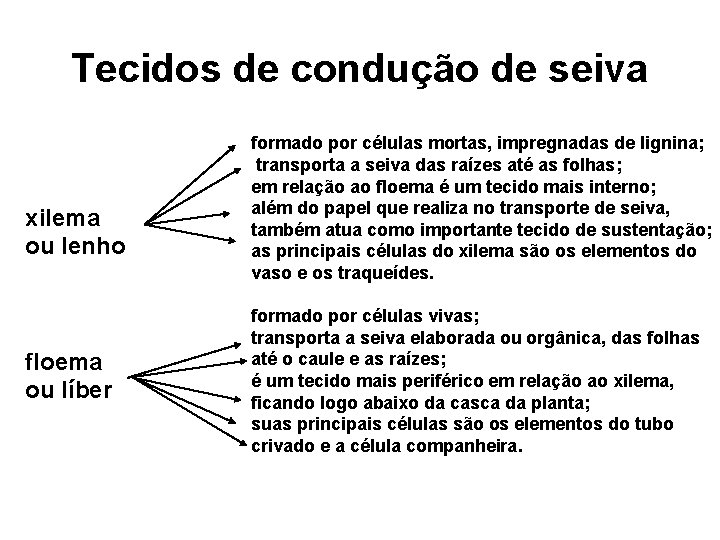 Tecidos de condução de seiva xilema ou lenho floema ou líber formado por células