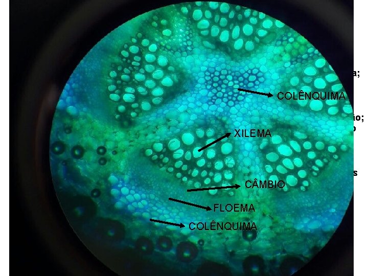 Tecidos de condução de seiva xilema ou lenho floema ou líber formado por células