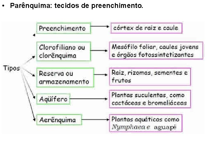  • Parênquima: tecidos de preenchimento. 