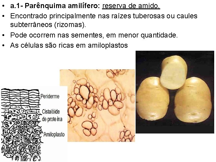  • a. 1 - Parênquima amilífero: reserva de amido. • Encontrado principalmente nas