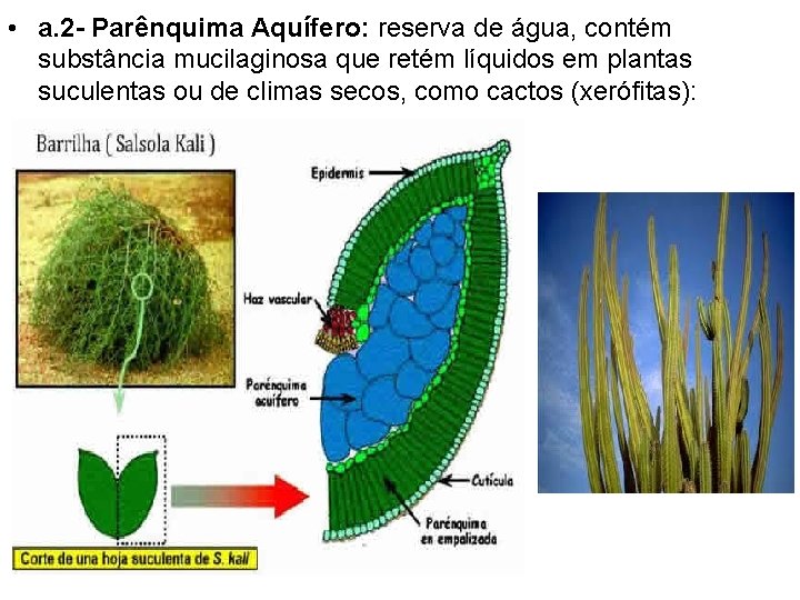  • a. 2 - Parênquima Aquífero: reserva de água, contém substância mucilaginosa que