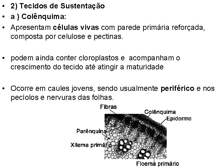  • 2) Tecidos de Sustentação • a ) Colênquima: • Apresentam células vivas