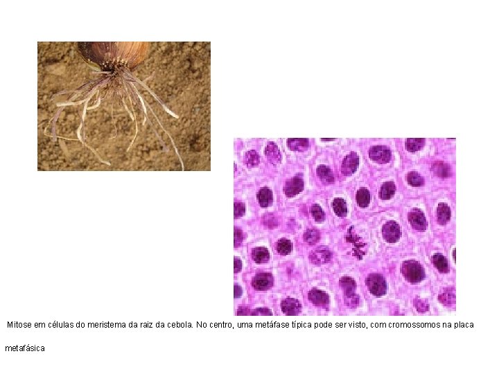 Mitose em células do meristema da raiz da cebola. No centro, uma metáfase típica