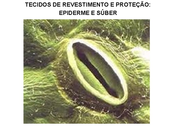 TECIDOS DE REVESTIMENTO E PROTEÇÃO: EPIDERME E SÚBER 