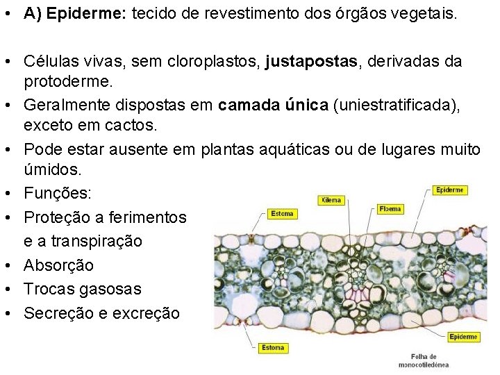  • A) Epiderme: tecido de revestimento dos órgãos vegetais. • Células vivas, sem