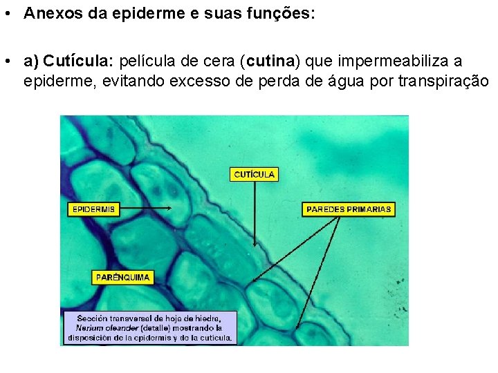  • Anexos da epiderme e suas funções: • a) Cutícula: película de cera