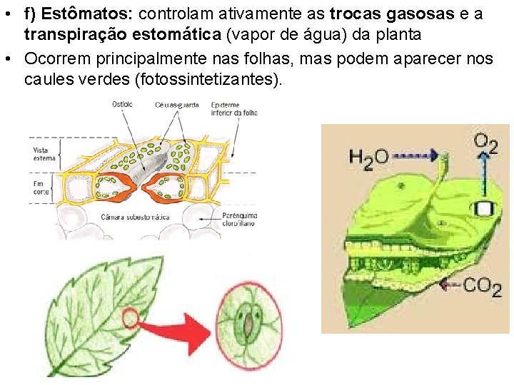  • f) Estômatos: controlam ativamente as trocas gasosas e a transpiração estomática (vapor