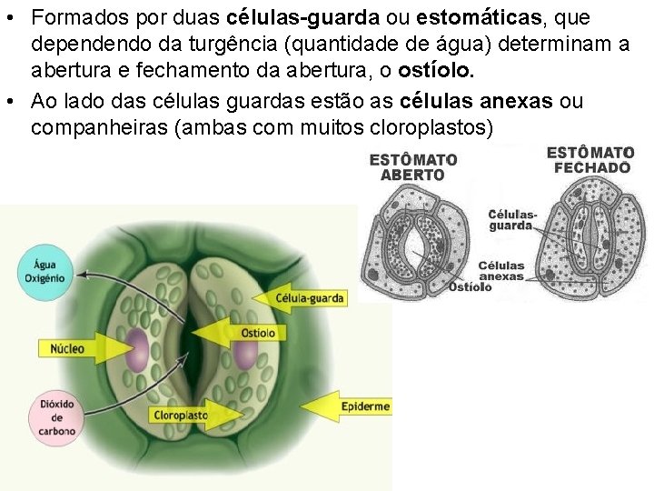  • Formados por duas células-guarda ou estomáticas, que dependendo da turgência (quantidade de