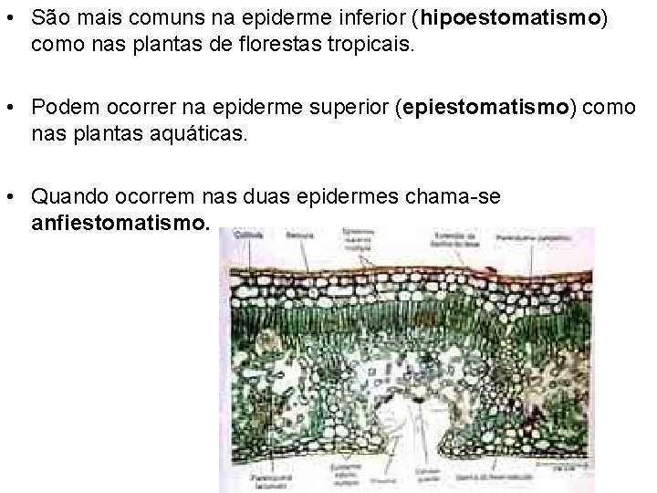  • São mais comuns na epiderme inferior (hipoestomatismo) como nas plantas de florestas