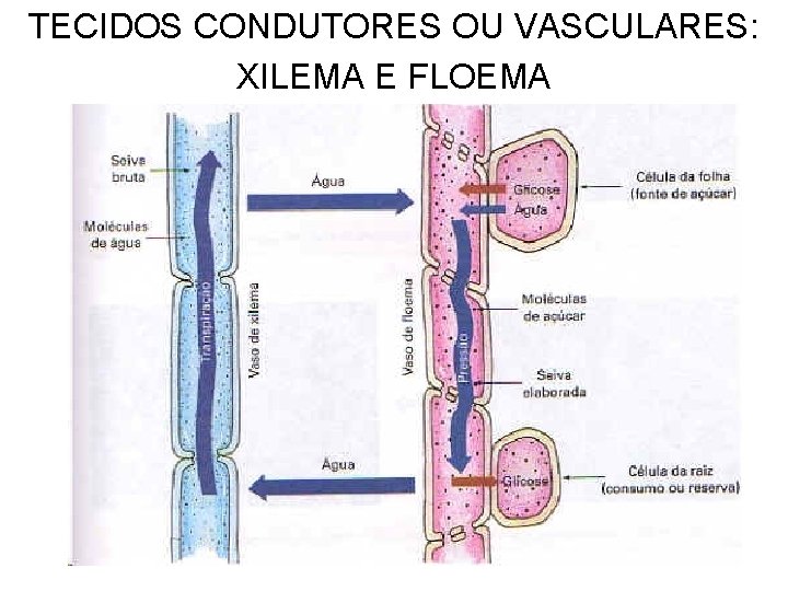 TECIDOS CONDUTORES OU VASCULARES: XILEMA E FLOEMA 