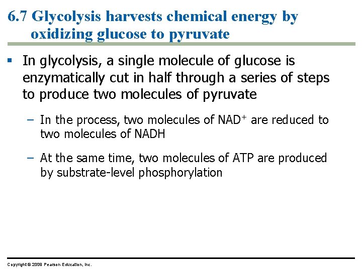 6. 7 Glycolysis harvests chemical energy by oxidizing glucose to pyruvate § In glycolysis,