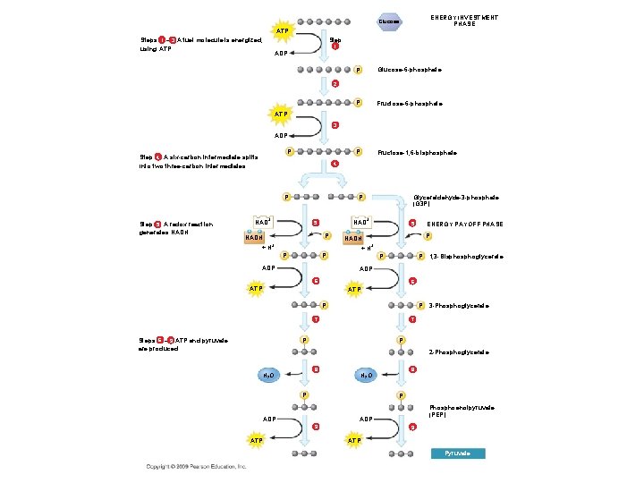 ENERGY INVESTMENT PHASE Glucose ATP Steps 1 – 3 A fuel molecule is energized,