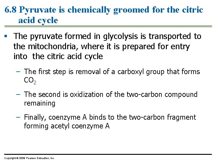 6. 8 Pyruvate is chemically groomed for the citric acid cycle § The pyruvate