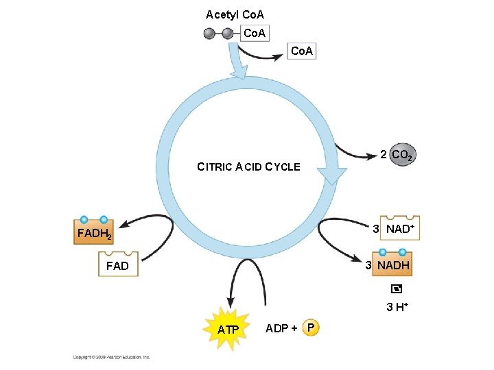 Acetyl Co. A CITRIC ACID CYCLE 2 CO 2 3 NAD+ FADH 2 3
