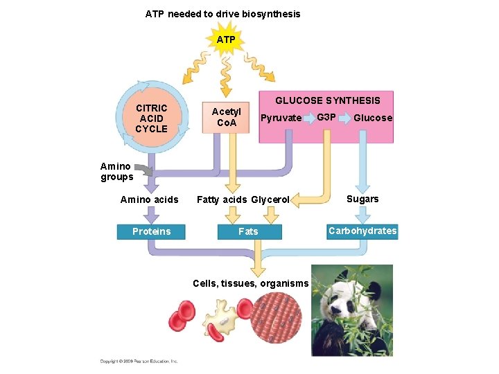 ATP needed to drive biosynthesis ATP CITRIC ACID CYCLE Acetyl Co. A GLUCOSE SYNTHESIS