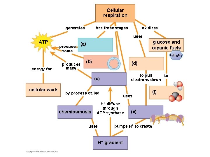 Cellular respiration generates has three stages oxidizes uses ATP produce some glucose and organic
