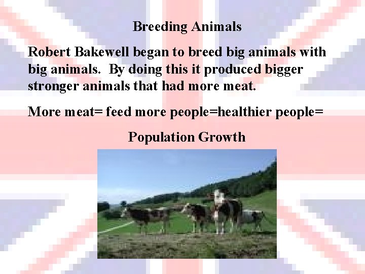 Breeding Animals Robert Bakewell began to breed big animals with big animals. By doing