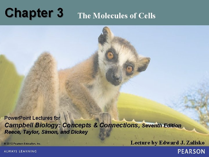 Chapter 3 The Molecules of Cells Power. Point Lectures for Campbell Biology: Concepts &