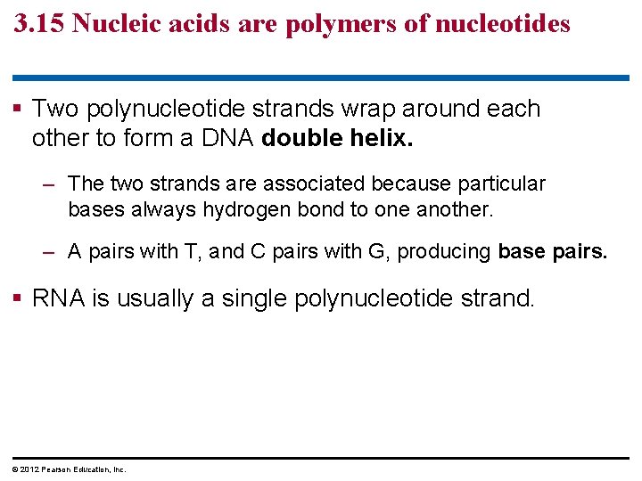 3. 15 Nucleic acids are polymers of nucleotides § Two polynucleotide strands wrap around