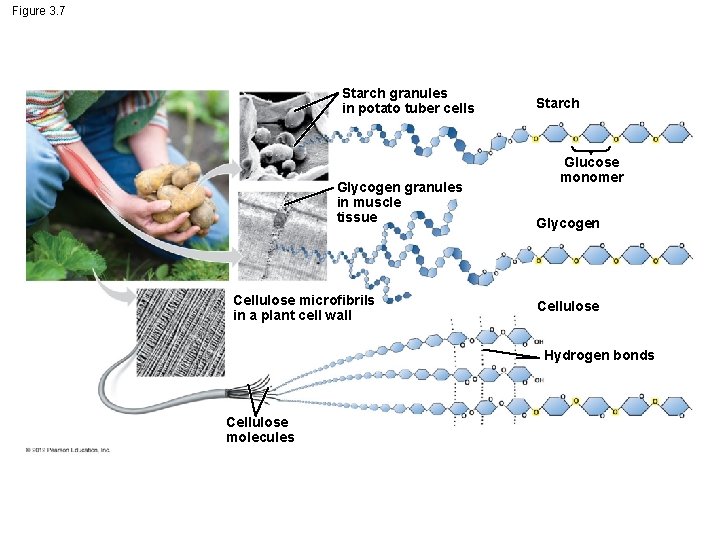 Figure 3. 7 Starch granules in potato tuber cells Glycogen granules in muscle tissue