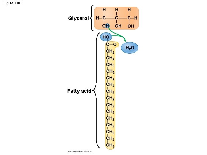 Figure 3. 8 B Glycerol Fatty acid 