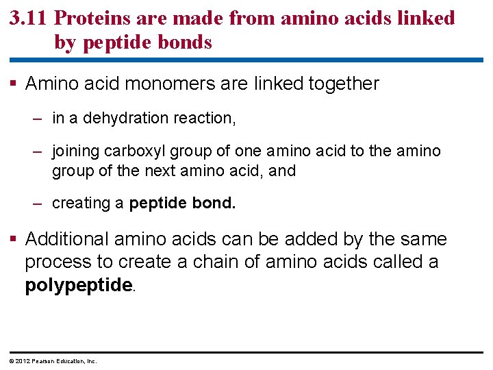3. 11 Proteins are made from amino acids linked by peptide bonds § Amino