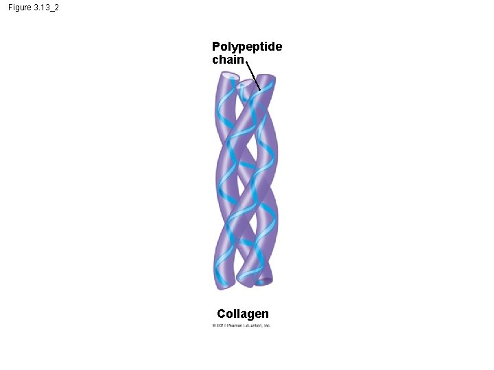 Figure 3. 13_2 Polypeptide chain Collagen 