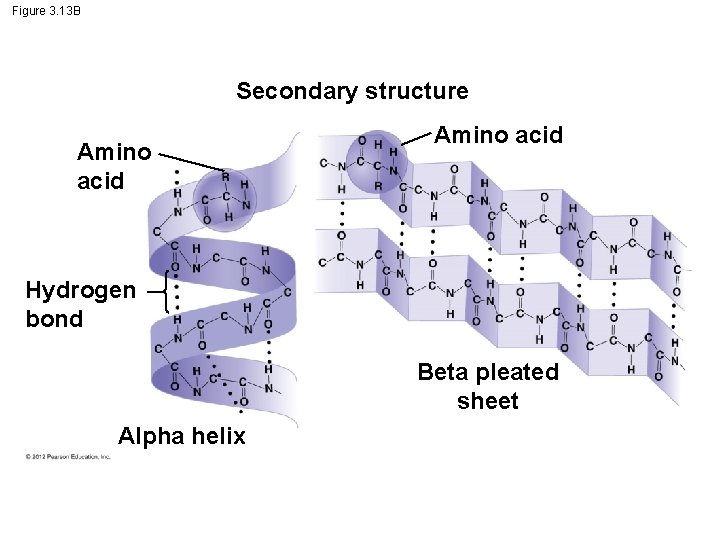 Figure 3. 13 B Secondary structure Amino acid Hydrogen bond Beta pleated sheet Alpha