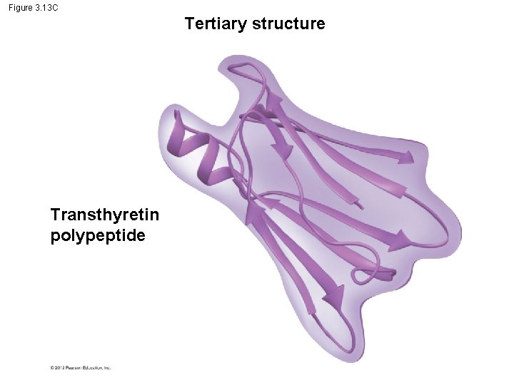 Figure 3. 13 C Tertiary structure Transthyretin polypeptide 