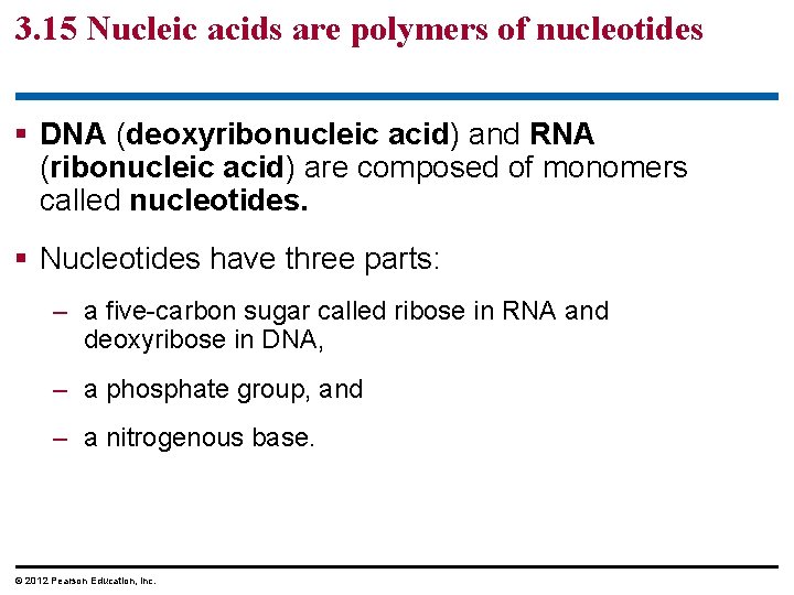 3. 15 Nucleic acids are polymers of nucleotides § DNA (deoxyribonucleic acid) and RNA