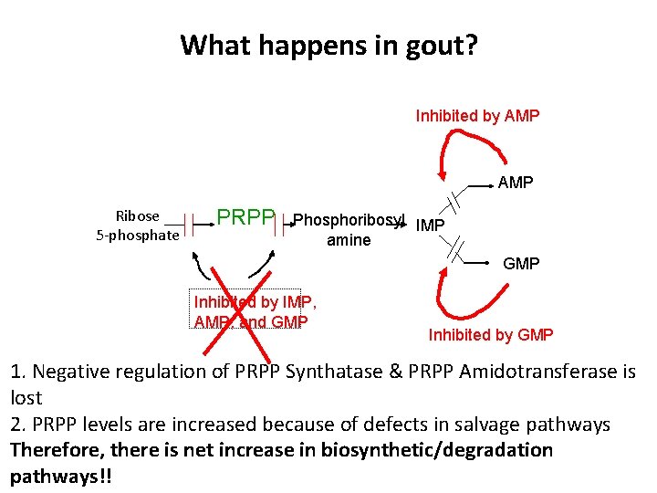 What happens in gout? Inhibited by AMP Ribose 5 -phosphate PRPP Phosphoribosyl IMP amine