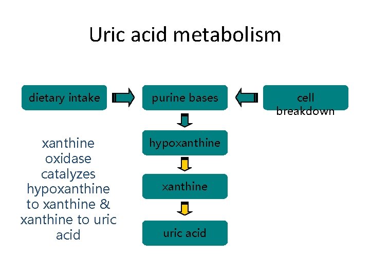 Uric acid metabolism dietary intake xanthine oxidase catalyzes hypoxanthine to xanthine & xanthine to