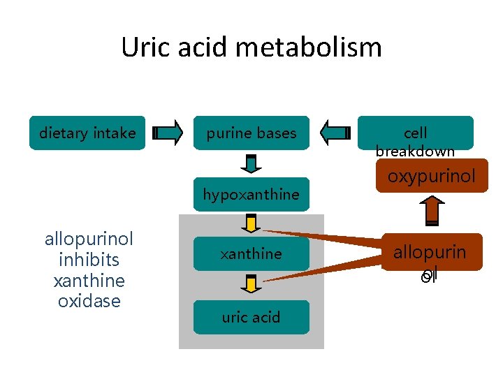Uric acid metabolism dietary intake purine bases hypoxanthine allopurinol inhibits xanthine oxidase xanthine uric