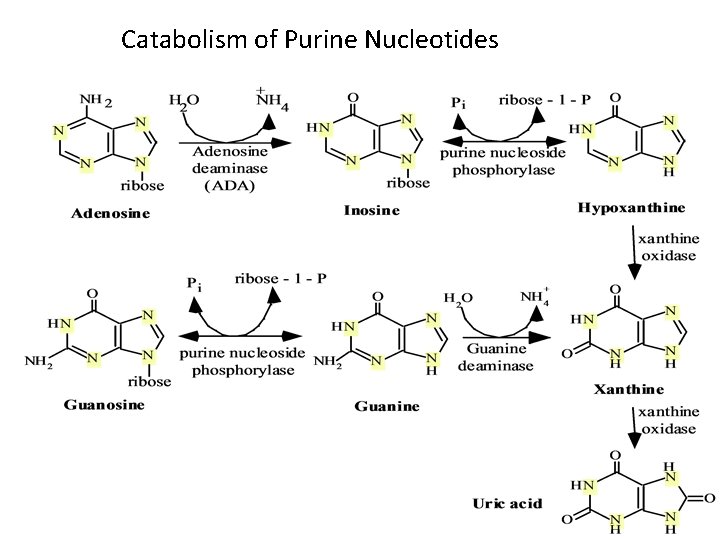 Catabolism of Purine Nucleotides 