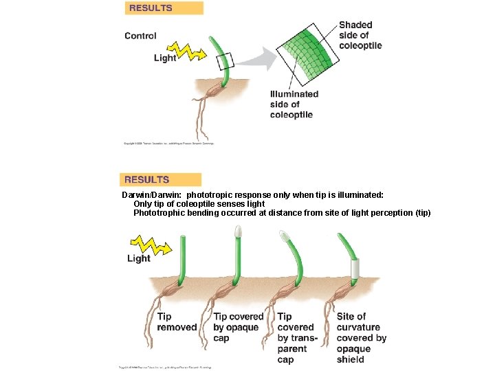 Darwin/Darwin: phototropic response only when tip is illuminated: Only tip of coleoptile senses light