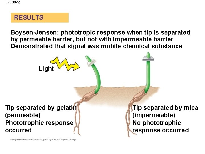 Fig. 39 -5 c RESULTS Boysen-Jensen: phototropic response when tip is separated by permeable