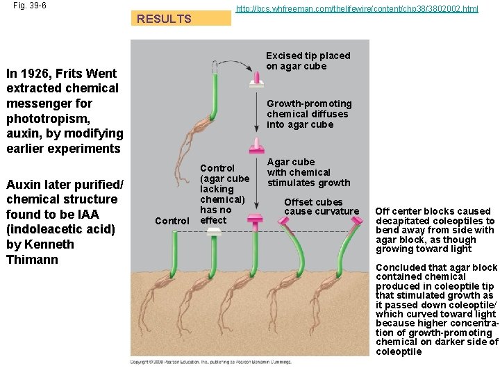 Fig. 39 -6 RESULTS http: //bcs. whfreeman. com/thelifewire/content/chp 38/3802002. html Excised tip placed on